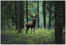 Poszterek 60x40 Szarvas az erdő közepén