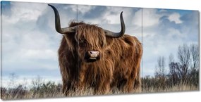 Képek 210x100 Skót tehén felvidéki szarv