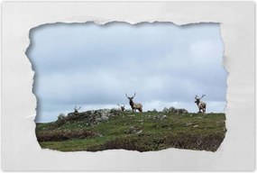 Poszterek 120x80 Szarvas felszarvazott