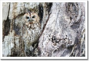 Poszterek keretben 60x40 Bagoly a természetben Fa