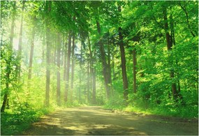 Fotótapéta Flizelin Dekoratív az irodába Erdei ösvény 152x104 Ragasztó