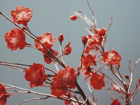 Poszter 100x75cm Bíbor Tavasz