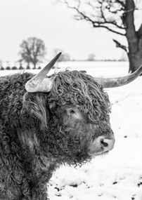 Poszter 42x59,4cm Hegyi tehén, Assaf Frank