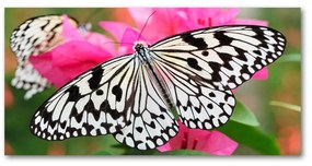 Akrilkép Pillangó a virágon oah-111962748