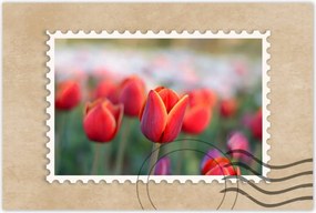 Poszterek 90x60 Tulipánok Virágok