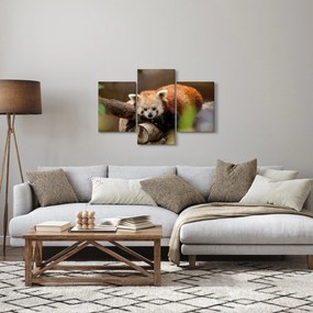 Vörös panda képe (90x60 cm)