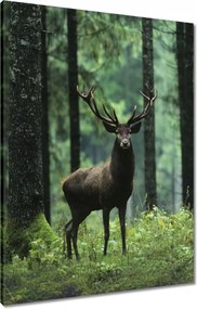 Vászonkép 60x80 Szarvas Erdő Tájkép