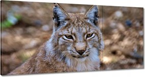 Vászonkép 60x30 Hiúz közelről Vadmacska