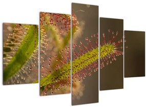 A növény képe (150x105 cm)