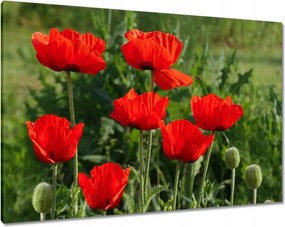 Vászonkép 100x70 Pipacs Virágok