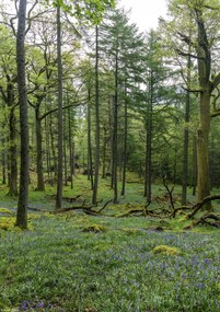 Poszter 21x29,7cm Fák az erdőben, Assaf Frank