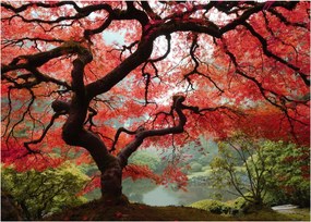 Red Japanese Maple, Portland, Oregon képe (70x50 cm)