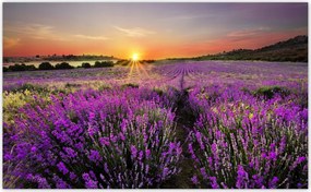 Fotótapéta flizelina 416x254 Levendula mező Nyugat