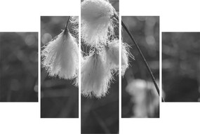Kép - Cottongrass (150x105 cm)
