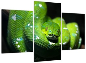 Az állatok képe - kígyó (90x60cm)