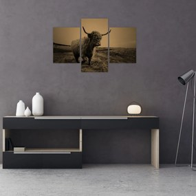 Kép - Skót tehén menekül (90x60 cm)