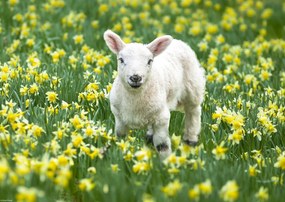 Poszter 42x29,7cm Bárány a nárciszmezőn, Assaf Frank