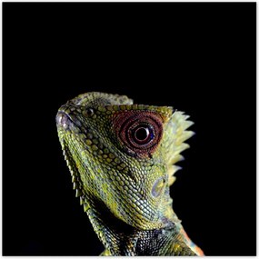 Poszterek 70x70 Zöld gyík erdő