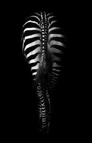 Fotográfia Zebra Buttocks, Antonio Grambone