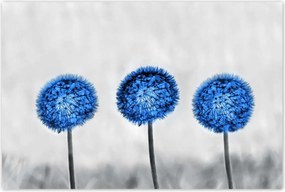 Poszterek 120x80 Kék pitypangok