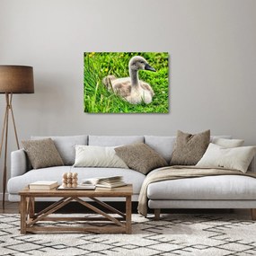 Kép - kis hattyú a fűben (üvegen) (70x50 cm)