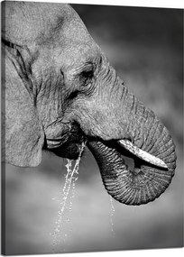 Vászonkép Fekete-fehér Vízivó elefánt 50x70 cm Ajándéknak is tökéletes