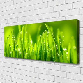 Vászonkép falra Green Grass Dew Drops 120x60 cm