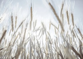 Poszter 84,1x59,4cm Napsugarak az árpán keresztül, Assaf Frank