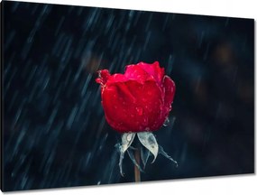 Vászonkép 120x80 Rózsa Virág Virágok Rózsa