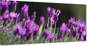 Vászonkép 180x90 Levendula virágok