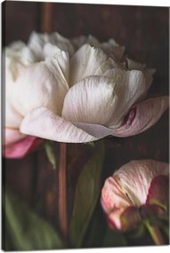 Vászonkép Fehér Virág Természet Vintage Retro 40x60