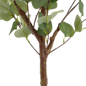 Művirág Eucalyptus – Casa Selección