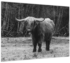 Üveg kép - Skót tehén (70x50 cm)