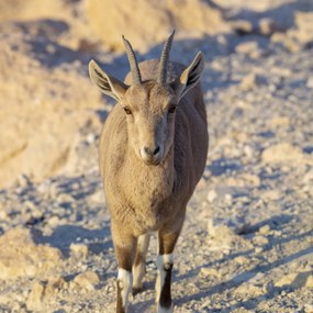 Poszter 70x70cm Nubiana Ibex 8, Assaf Frank