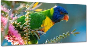 Vászonkép 115x55 Papagájok Madarak