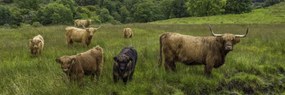Poszter 91,5x30,5cm Highland fajtájú tehenek, Assaf Frank