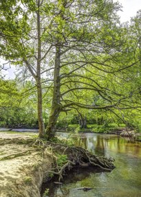 Poszter 39,5x55cm Tó az erdőben 2, Assaf Frank