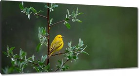 Vászonkép 115x55 Madarak