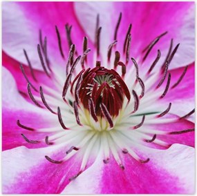 Poszterek 100x100 Fehér-lila szirmok