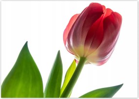 Poszter 70x50 Piros tulipán virág
