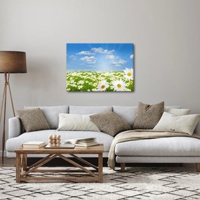 A virágzó rét százszorszépekkel képe (70x50 cm)