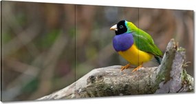 Vászonkép 180x90 Papagájok Madarak