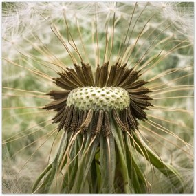 Poszterek 100x100 Pitypang Virág Virágok