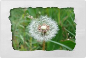 Poszterek 120x80 Pitypang Virág Virágok