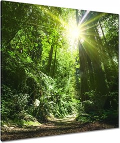 Vászonkép 90x90 Varázslatos erdő Tájkép