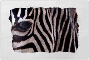Poszterek 60x40 Makro fotó zebra