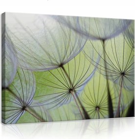 Vászonkép 80x60 Pitypang mag pehely könnyed levegő természet makro