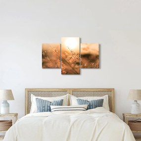 Kép - Fű a napon (90x60 cm)