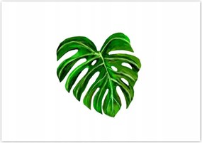 Poszterek 100x70 Monsera levél lyukas