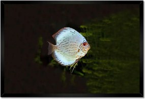 Poszterek keretben 60x40 Víz alatti élet Halak